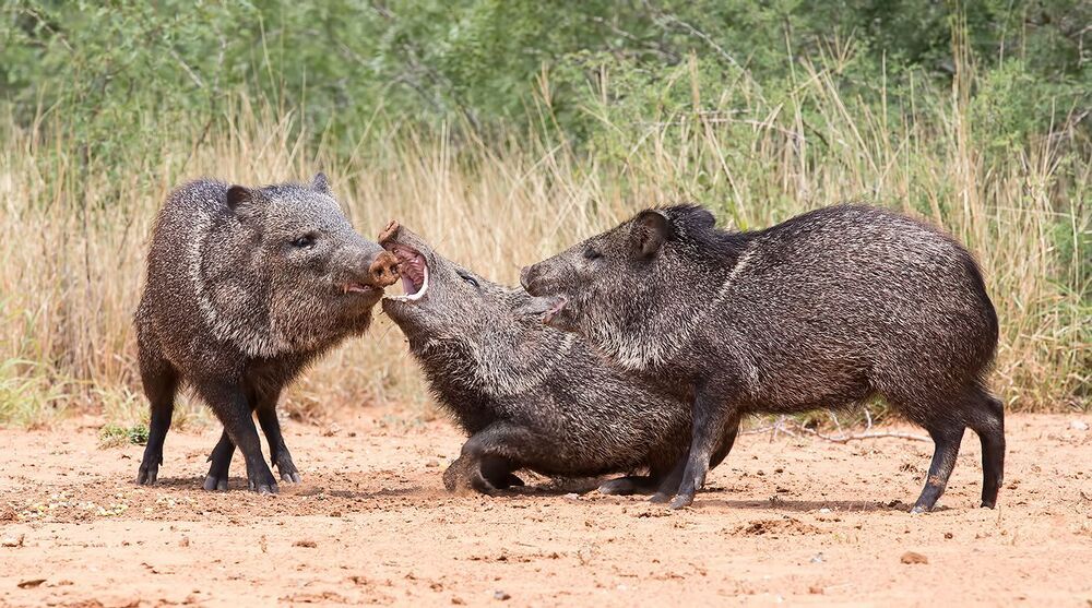 Happy New Year! Javelinas Fight for Corn.