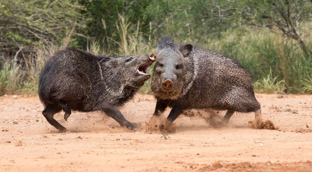 Happy New Year! Javelinas Fight for Corn.