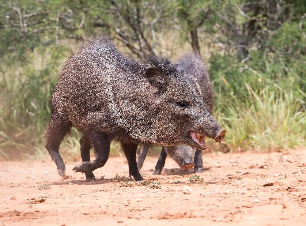 Happy New Year! Javelinas Fight for Corn.