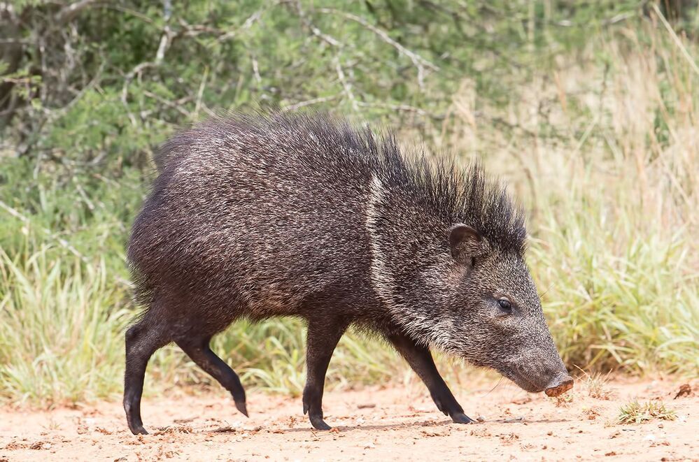 Happy New Year! Javelinas Fight for Corn.