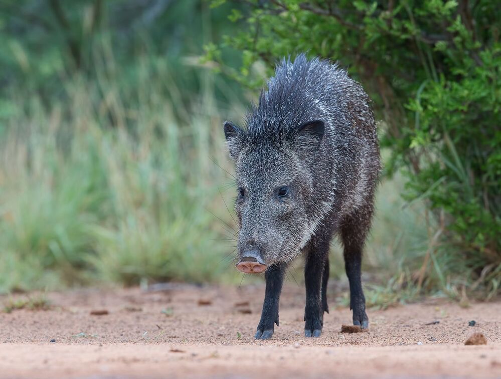 Happy New Year! Javelinas Fight for Corn.