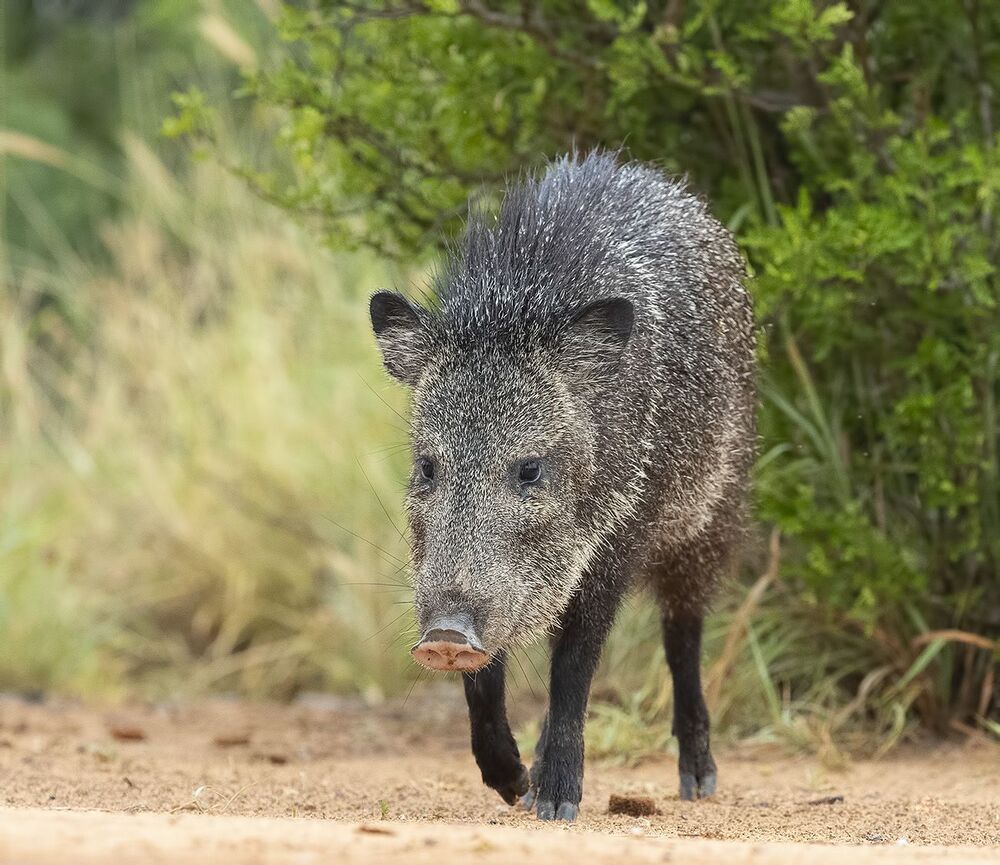 Happy New Year! Javelinas Fight for Corn.