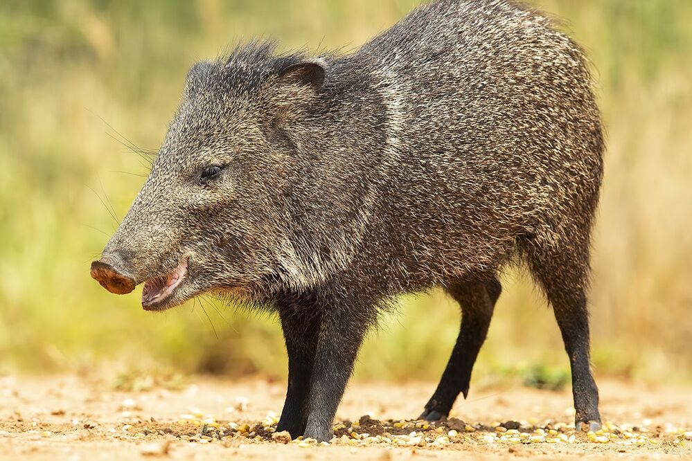 Happy New Year! Javelinas Fight for Corn.