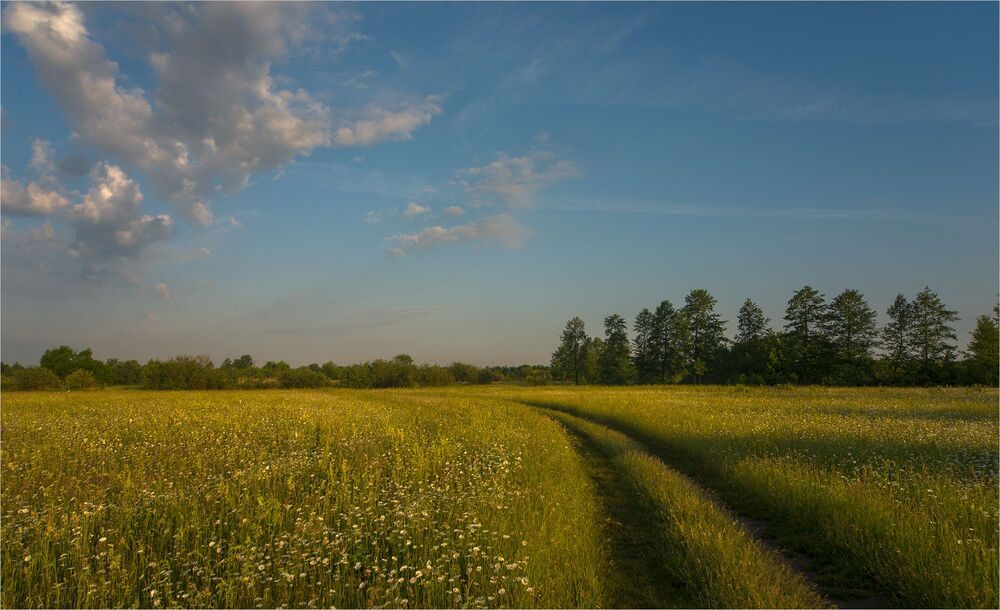 в ароматных лугах...