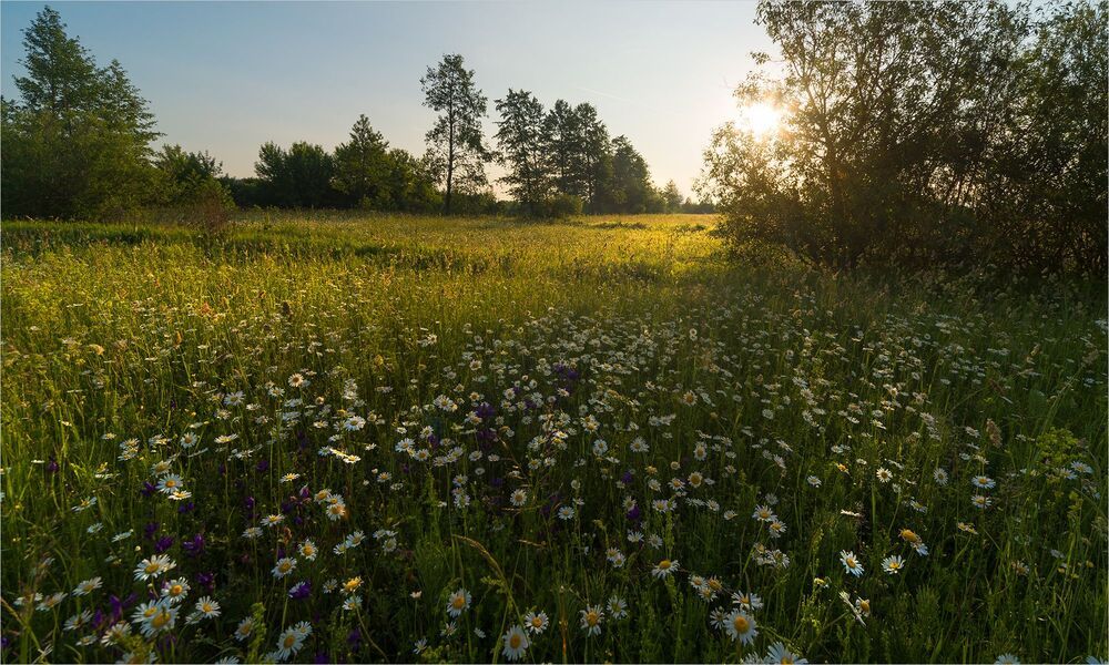 в ароматных лугах...