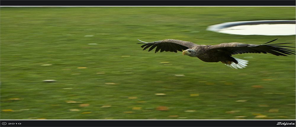 ОРЛАН-БЕЛОХВОСТ (Haliaeetus albicilla) большая птица: общая длина 77&mdash;100 см, длина крыла 57,5&mdash;69 см, вес 3&mdash;6,5 кг. Самки орлана-белохвоста значительно превосходят самцов по величине. Окраска взрослых птиц (четырехлетних и старше) бурая в разных оттенках, голова буровато-охристая или беловатая, маховые темно-бурые, хвост (из 12 рулевых) белый. Орлан-белохвост гнездится в Азии от тундры до Японии, Китая, Монголии, Казахстана, Северного Ирана и Турции (Малая Азия); в Европе от севера Скандинавии до Румынии, Венгрии, Балкан и побережий Балтийского моря; на Корсике и Сардинии; на Гебридских и Шетландских островах; в Исландии и Гренландии. Зимой часть птиц, в особенности молодые, откочевывает к югу до Пакистана, Китая и Северной Африки. В Центральной и Западной Европе из-за преследования человеком белохвост стал очень редким.