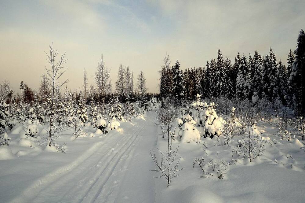 Photo 14454