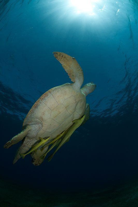 Все морские черепахи, хоть и живут в воде, но дышат воздухом. Им необходимо регулярно обновлять запас кислорода в легких. Как часто они будут всплывать зависит от их активности под водой. Если они едят, то всплывают каждые 5-10 минут, а если спят, то могут провести под водой несколько часов. Но если черепаху беспокоят и она нервничает, то ей просто необходимо всплыть на поверхность и подышать. Именно поэтому черепахи части погибают в рыбацких сетях.