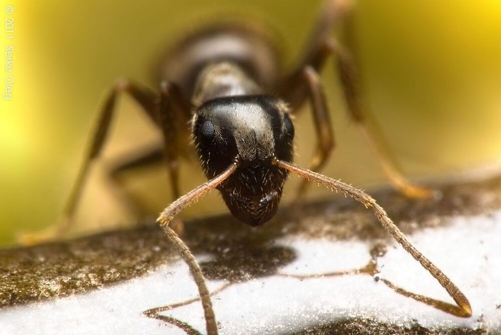 Ant