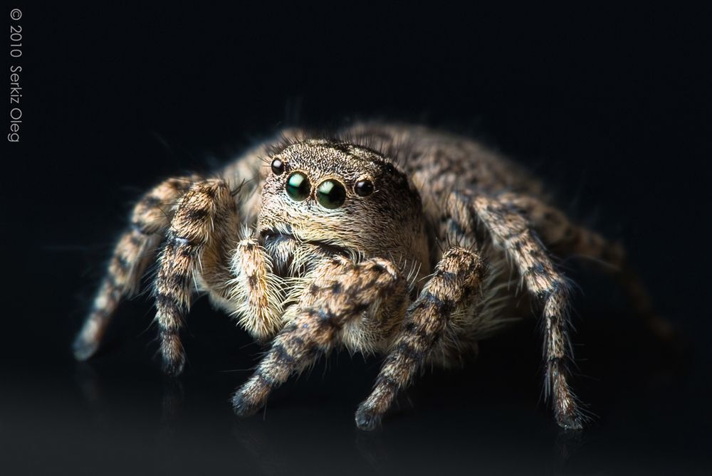 Asianellus festivus female
