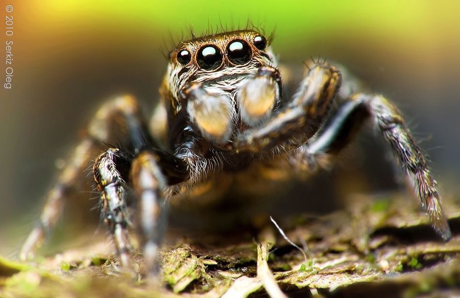 Jumping Spider Evarcha sp