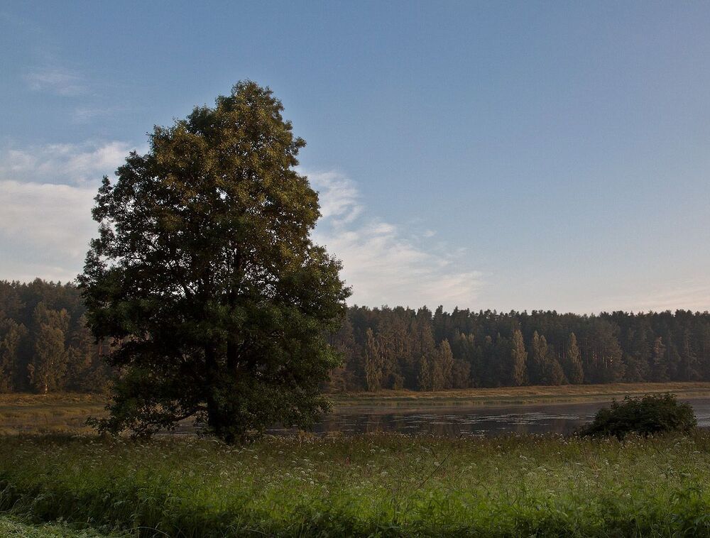 Дуб купается в заре