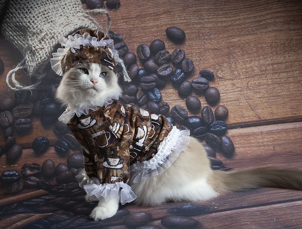 Котики - Хранители Кофе