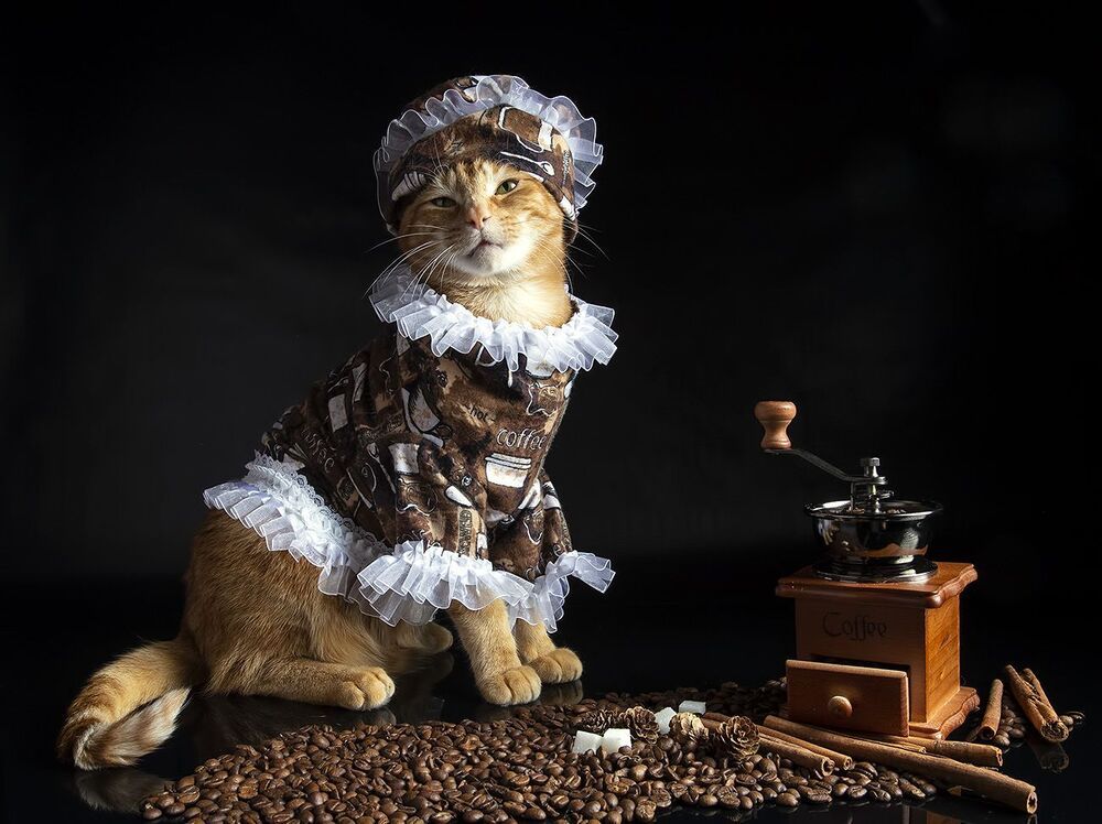 Котики - Хранители Кофе