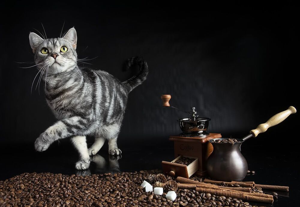 Котики - Хранители Кофе