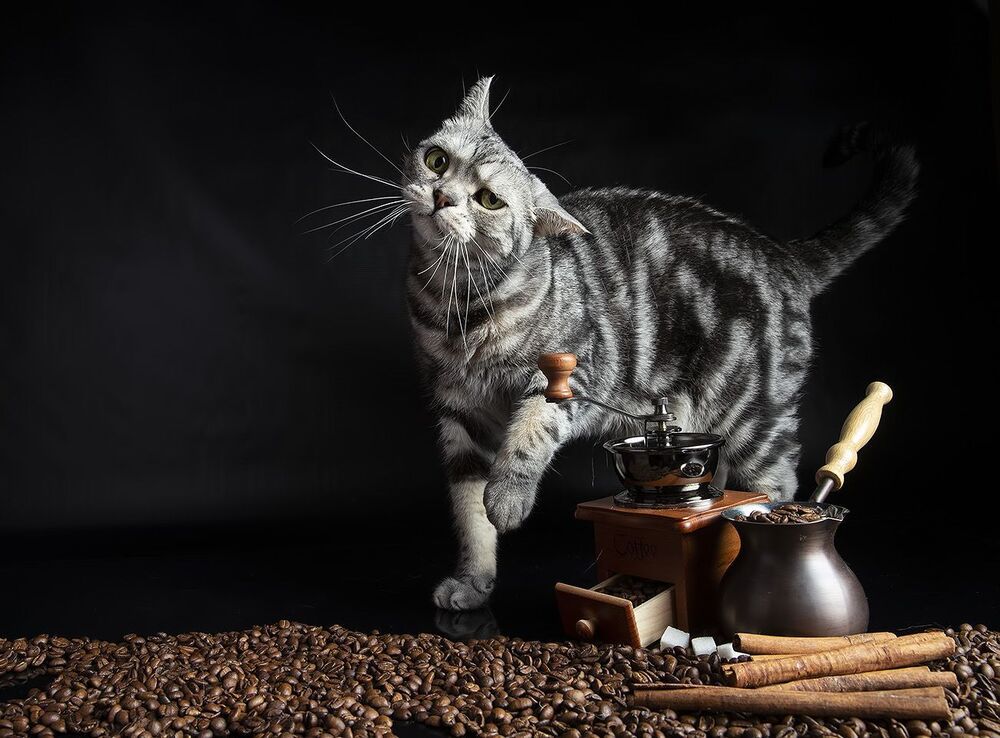 Котики - Хранители Кофе
