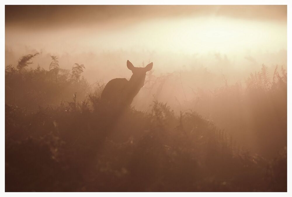 one morning