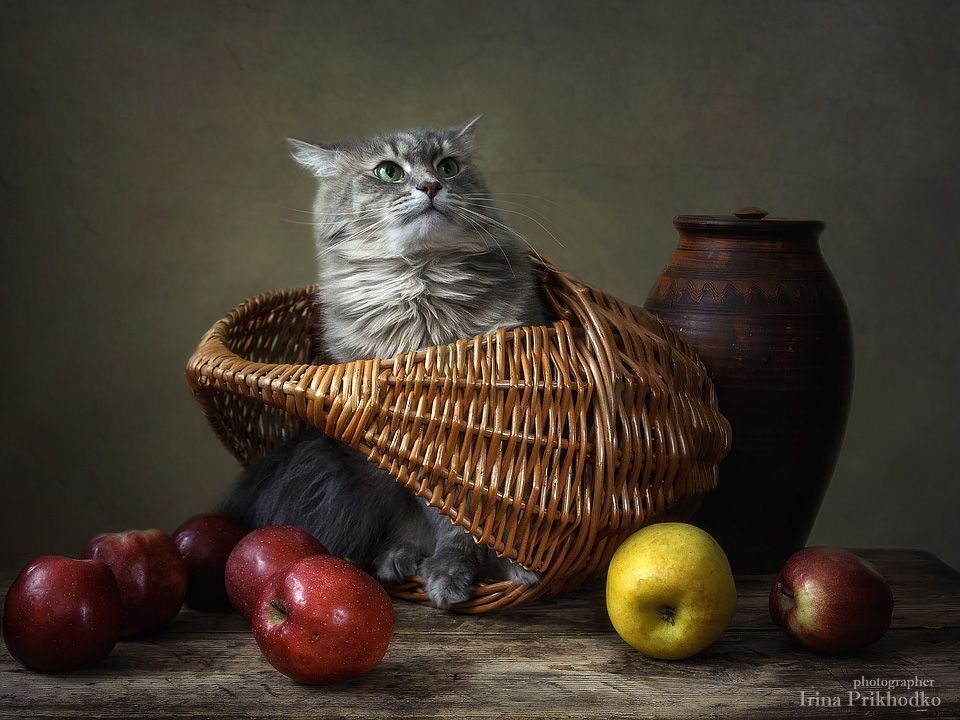 Изгоняющая яблоки