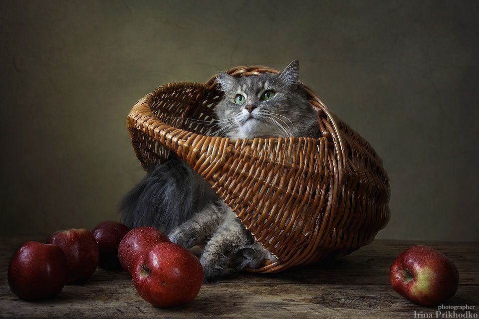 Изгоняющая яблоки