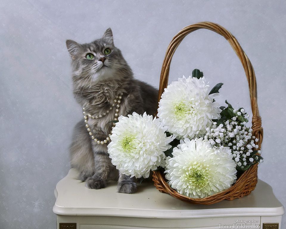 Масяня с белыми хризантемами