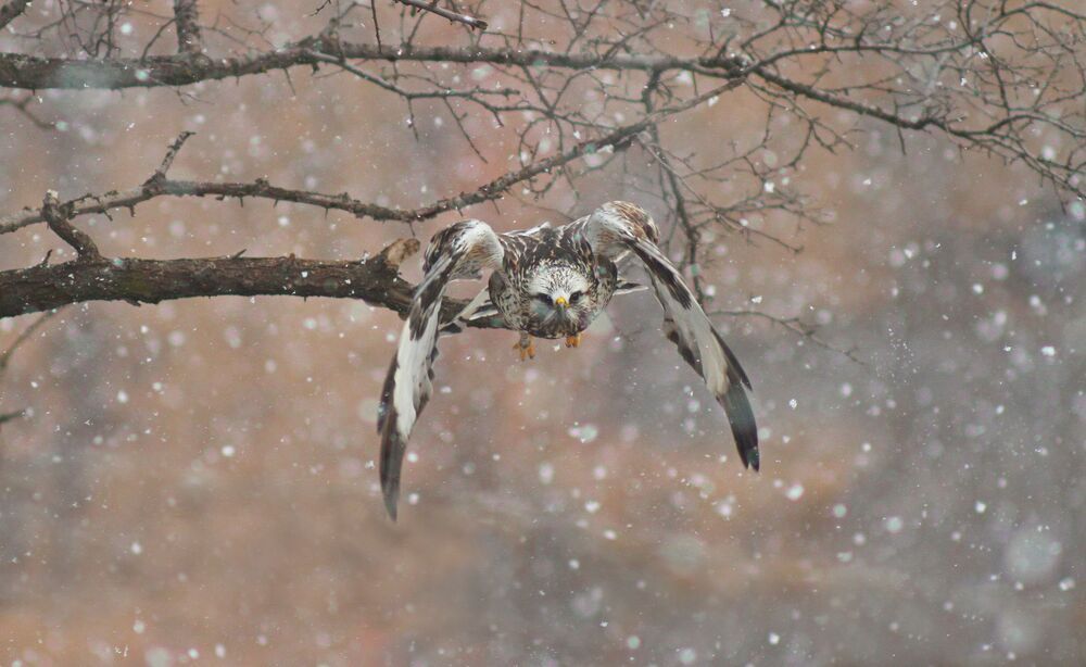 Зимняк (Buteo lagopus).