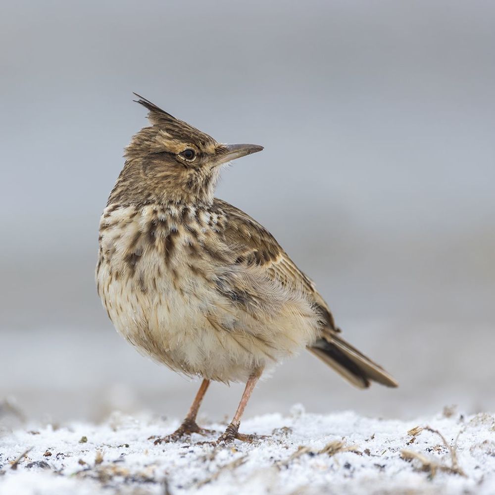 Жаворонок хохлатый