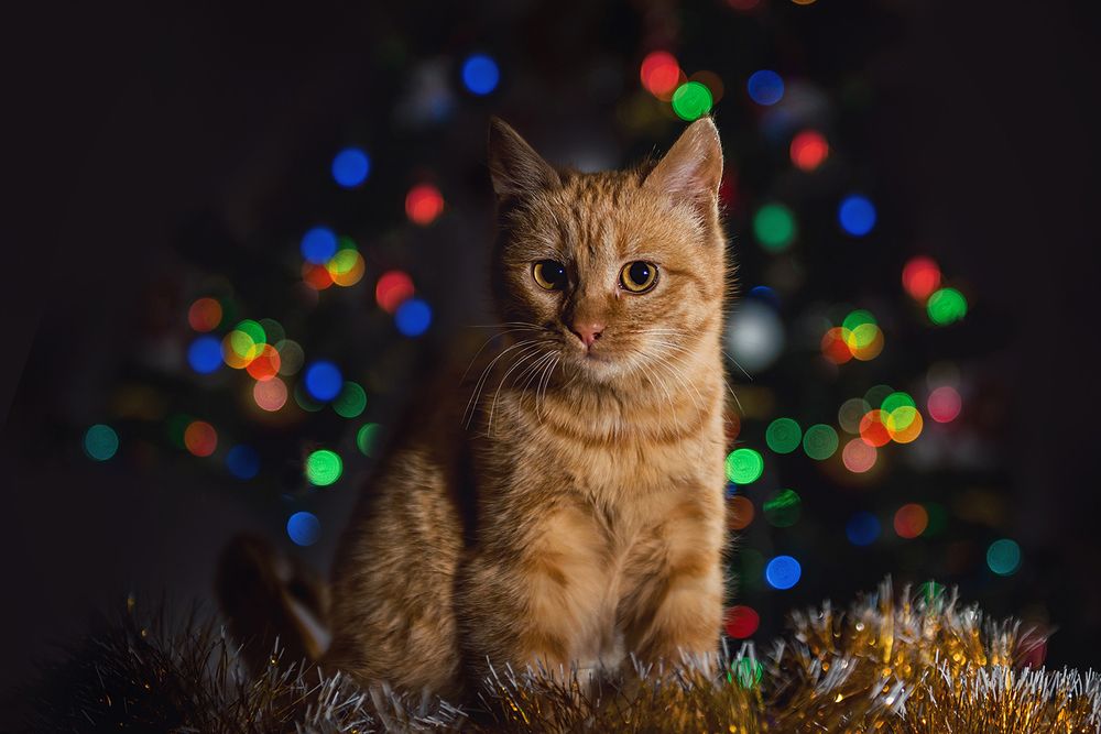 Про рыжую и серую)