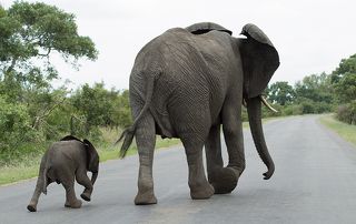 Учимся переходить дорогу.