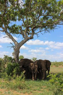 теремок при температуре под 40:)