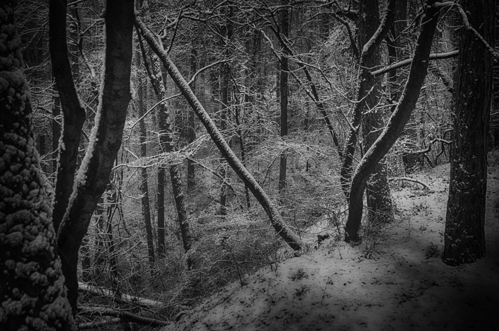 My winter