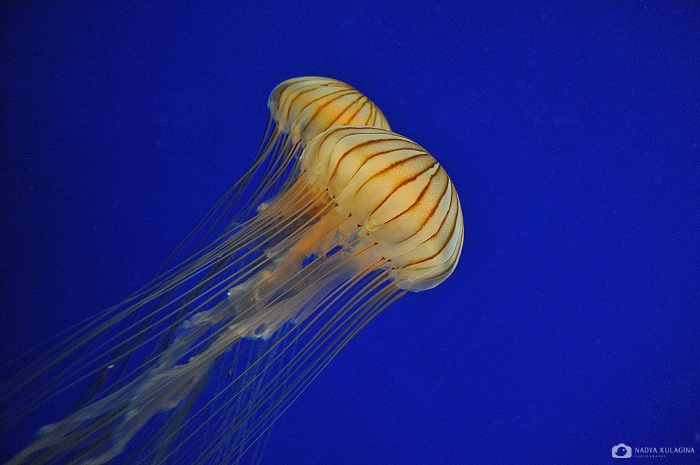 Georgia Aquarium