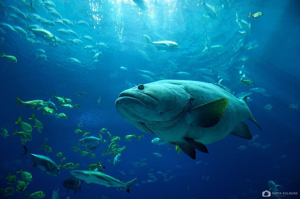 Georgia Aquarium
