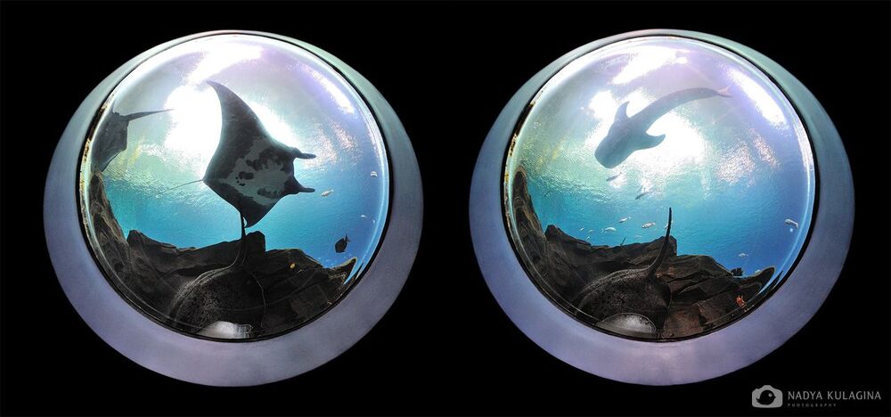 Georgia Aquarium