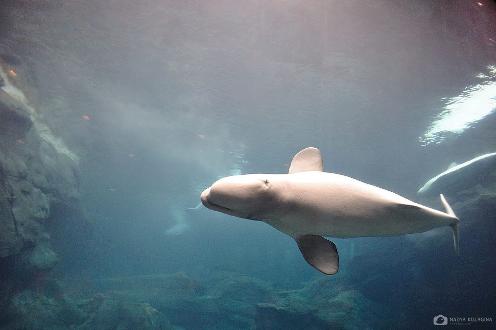 Georgia Aquarium