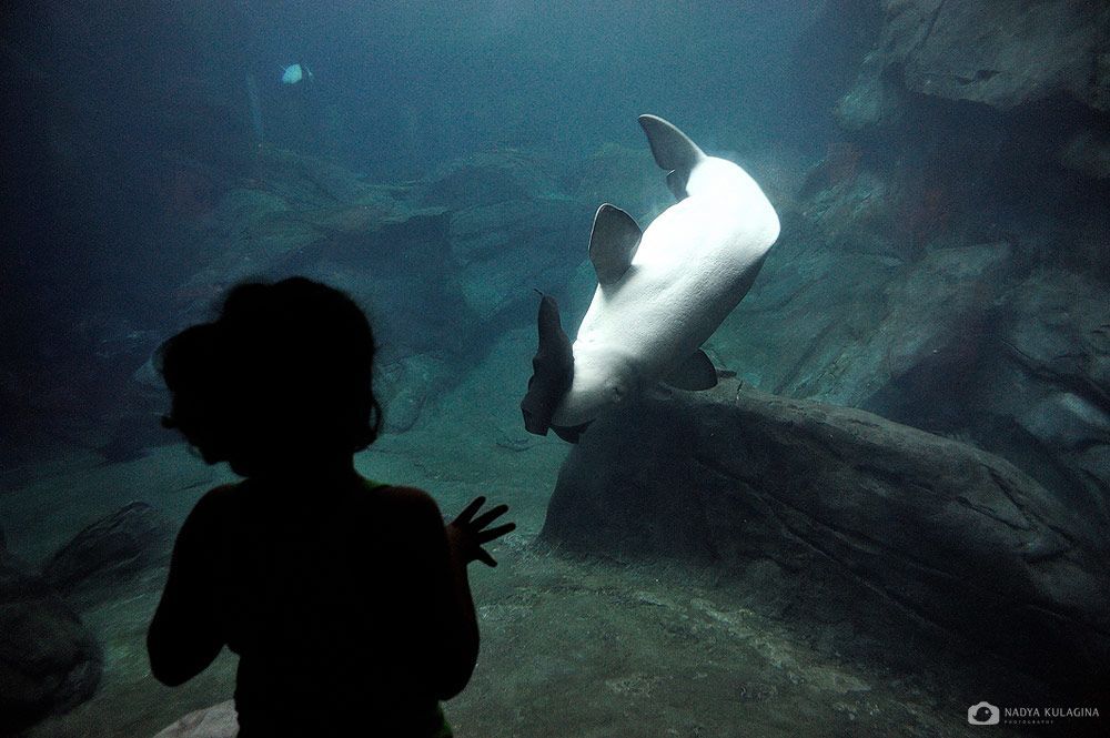 Georgia Aquarium