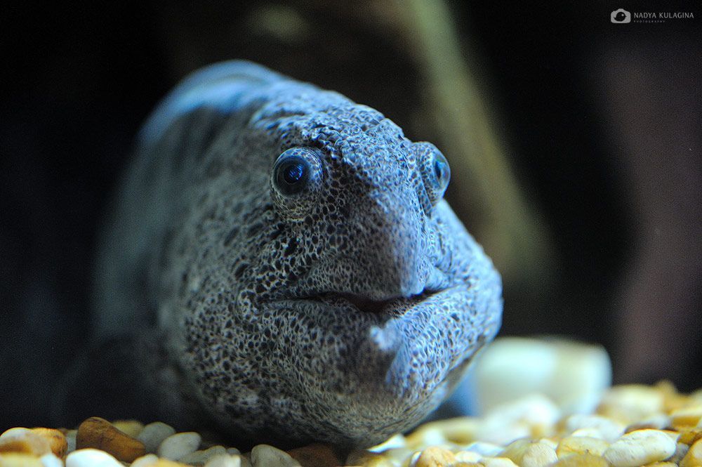 Georgia Aquarium