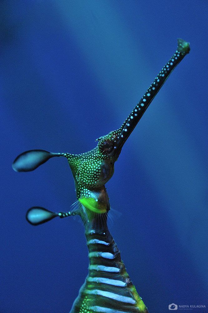 Georgia Aquarium