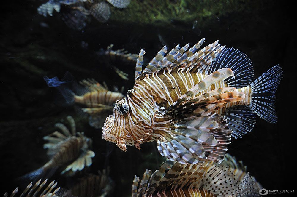 Georgia Aquarium