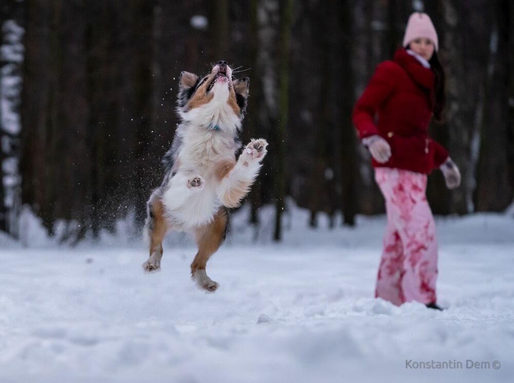 Догфризби