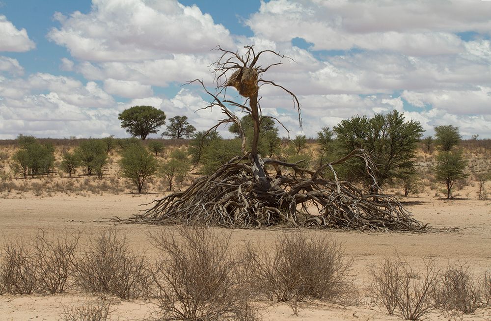 Desert Queen
