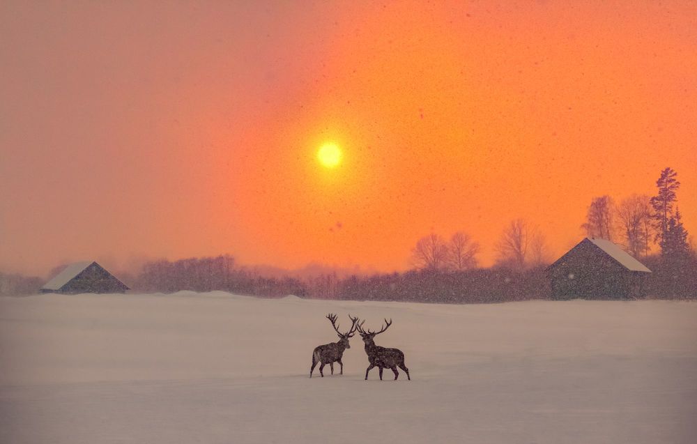 Метель