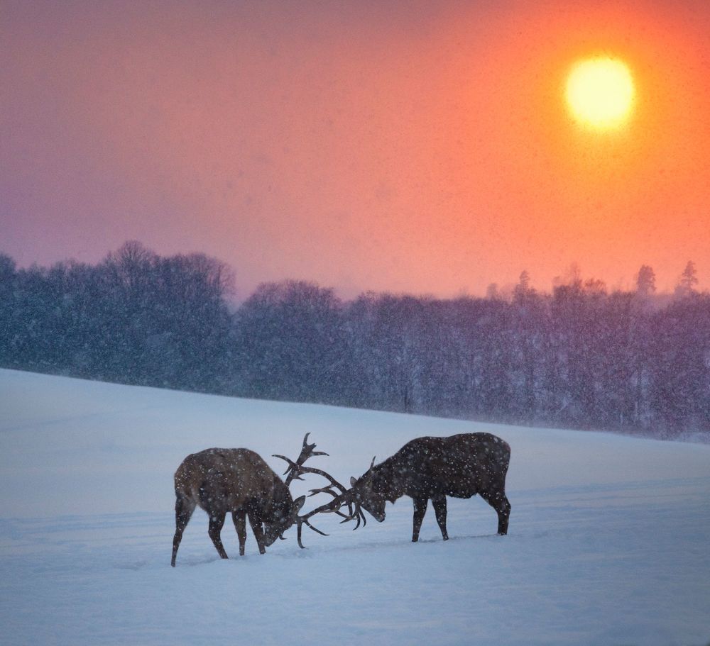Метель