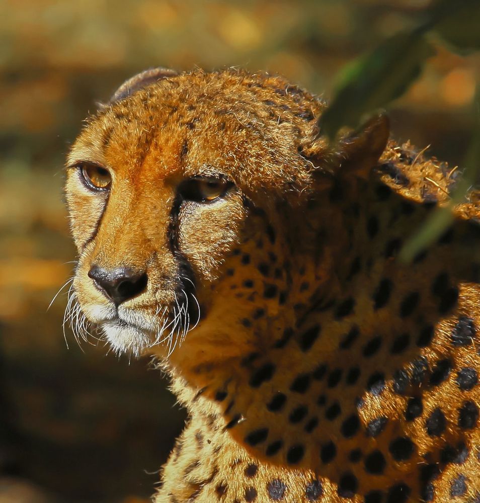 Cheetah