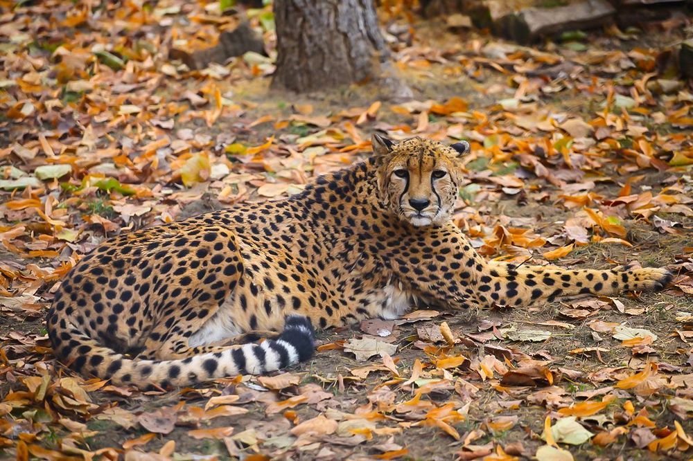 Cheetah