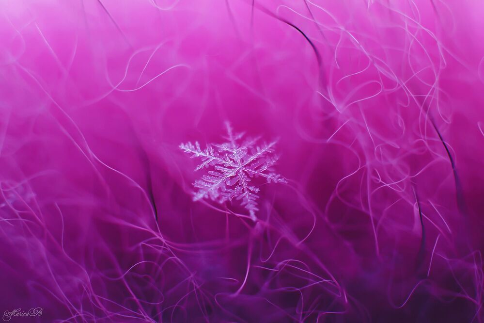 A pink sleeps