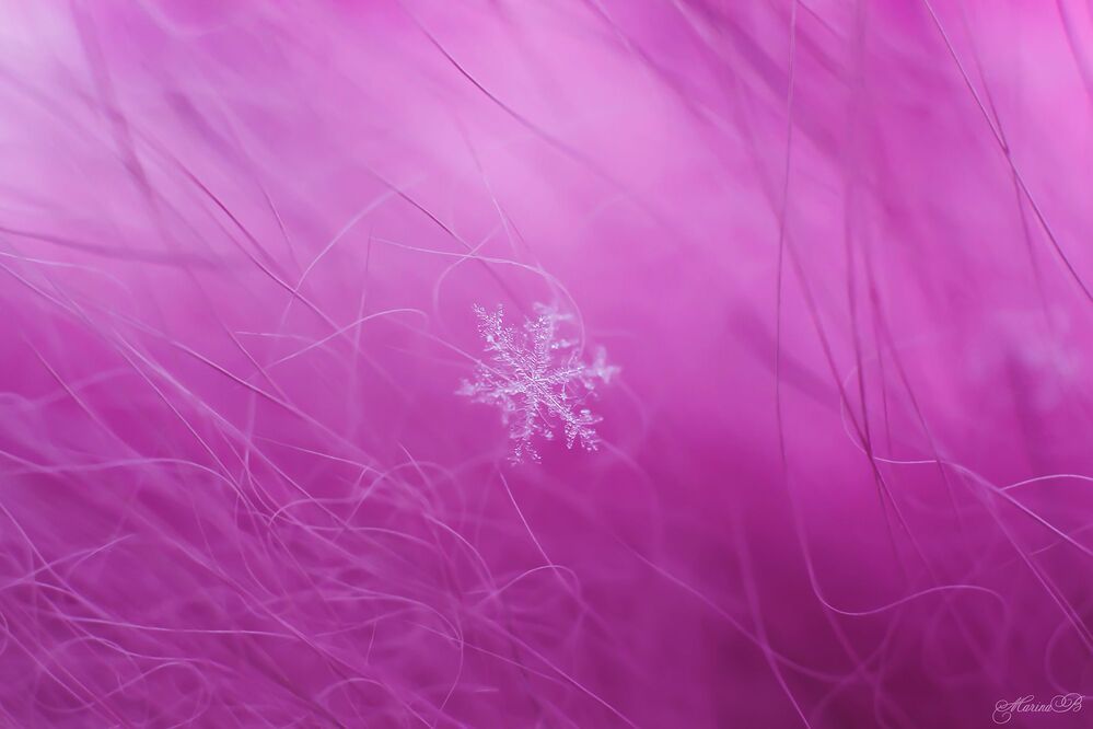 A pink sleeps