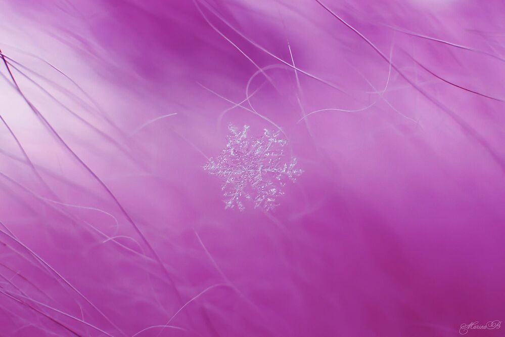 A pink sleeps