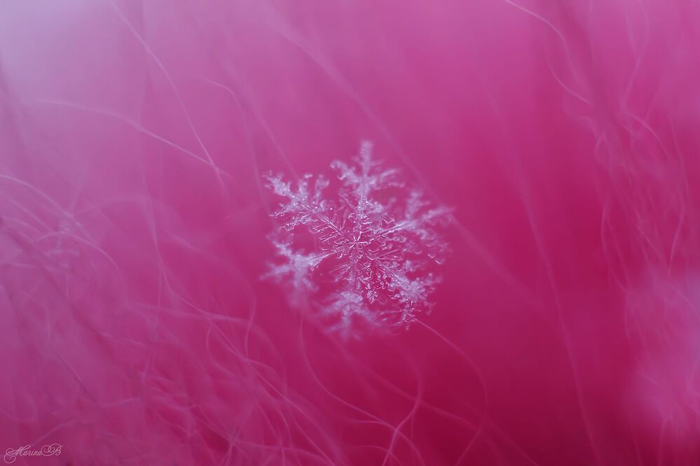 A pink sleeps
