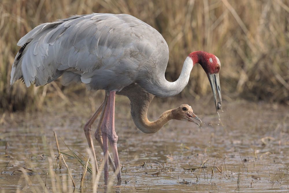 Roller with toad