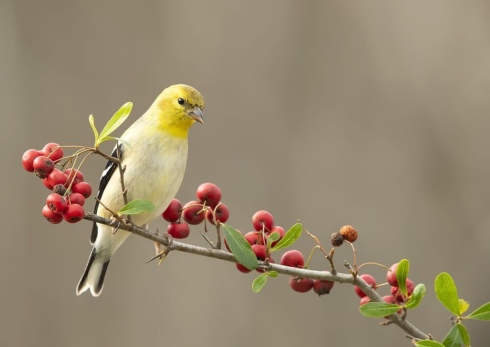 American Goldfinch - Американский чиж